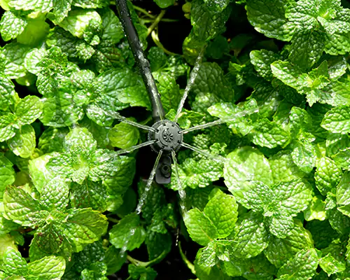 Micro-sprinkler irrigation: Ushering in a new era of efficient water-saving irrigation