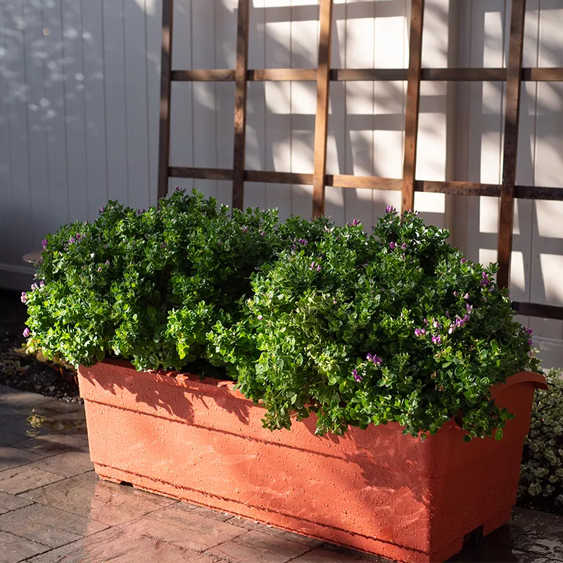 30L Self watering Planer