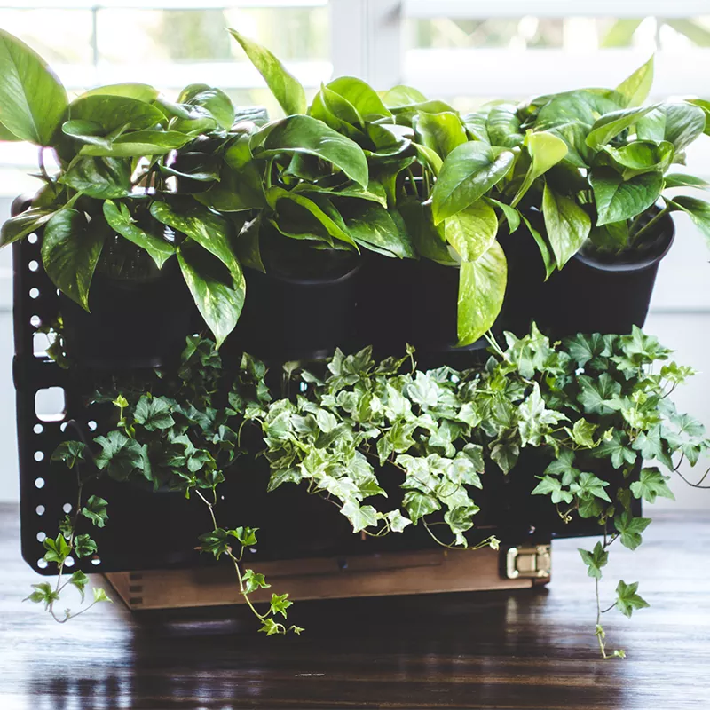 DIY Expandable Green Wall Kit